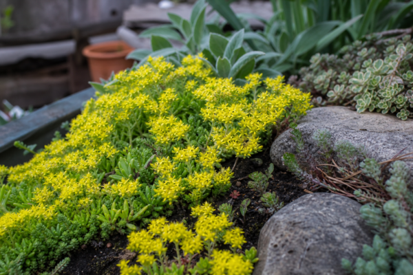 Sedum acre – ghid complet de cultivare și îngrijire