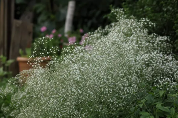 Floarea miresei (Gypsophila paniculata) – ghid practic de plantare și îngrijire