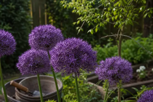 Allium ornamental (Allium giganteum) – sfaturi de plantare și îngrijire
