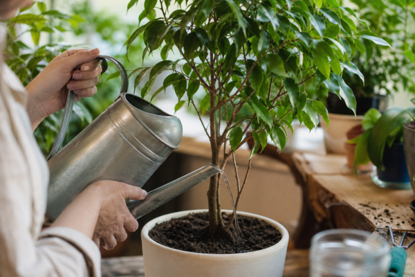Ficus benjamina – plantare, udare și întreținere