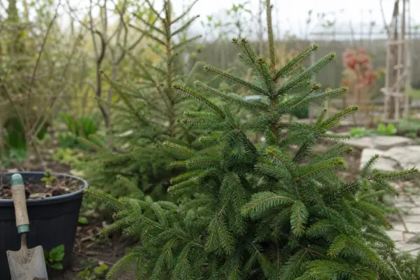 Molid (Picea abies) – tot ce trebuie să știi despre plantare și îngrijire