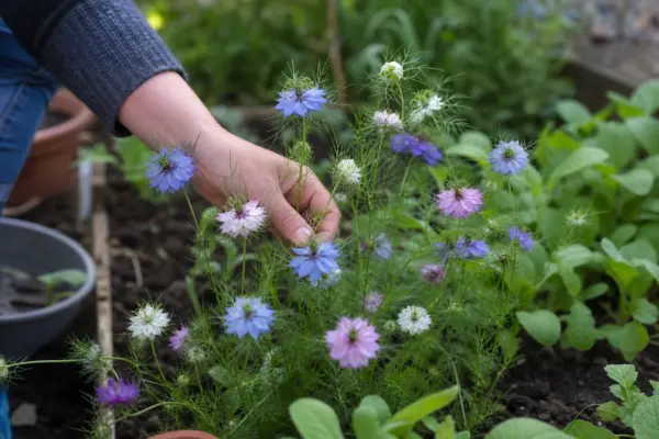 Chica voinicului (Nigella damascena) – de la plantare la întreținerea de zi cu zi
