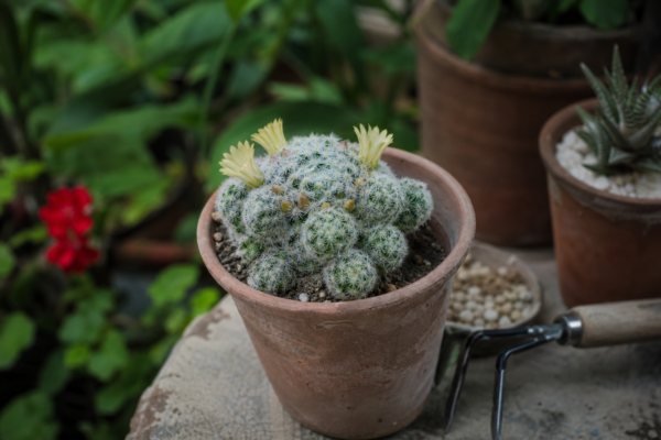 Mammillaria (Mammillaria elongata) – plantare, îngrijire și greșeli de evitat