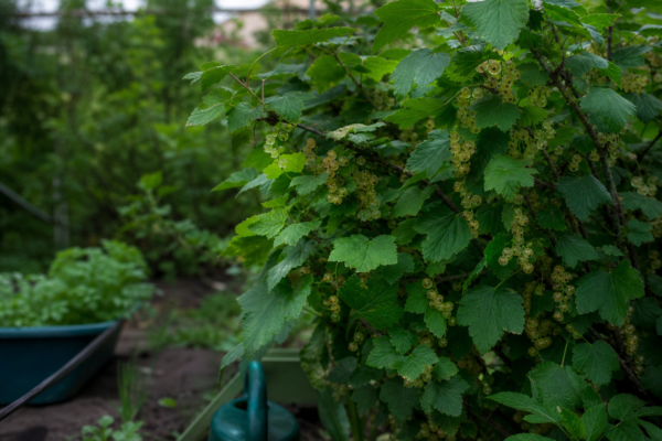 Coacăz alb (Ribes rubrum var. album) – ghid complet de cultivare și îngrijire