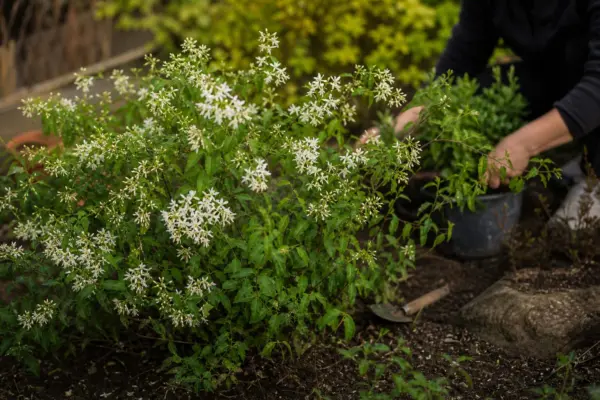 Deutzia gracilis – de la plantare la întreținerea de zi cu zi