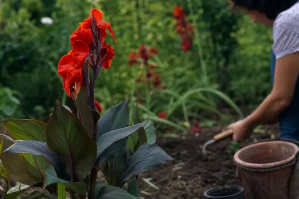 Trestie indiană (Canna indica) – ghid practic de plantare și îngrijire