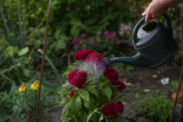 Creasta cocoșului (Celosia cristata) – plantare, udare și întreținere