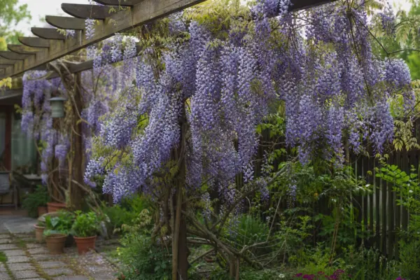 Glicină (Wisteria sinensis) – tot ce trebuie să știi despre plantare și îngrijire