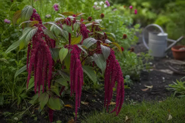 Moțul curcanului (Amaranthus caudatus) – plantare și îngrijire pas cu pas
