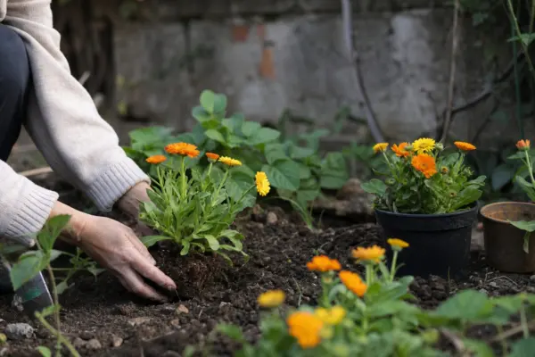 Galbenele (Calendula officinalis): cum se plantează și cum se îngrijește corect