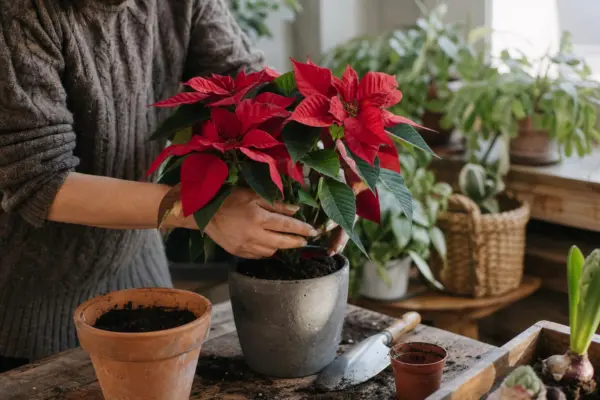 Steaua Crăciunului (Euphorbia pulcherrima) – plantare, îngrijire și greșeli de evitat