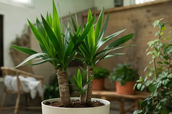 Yucca de apartament (Yucca elephantipes) – tot ce trebuie să știi despre plantare și îngrijire
