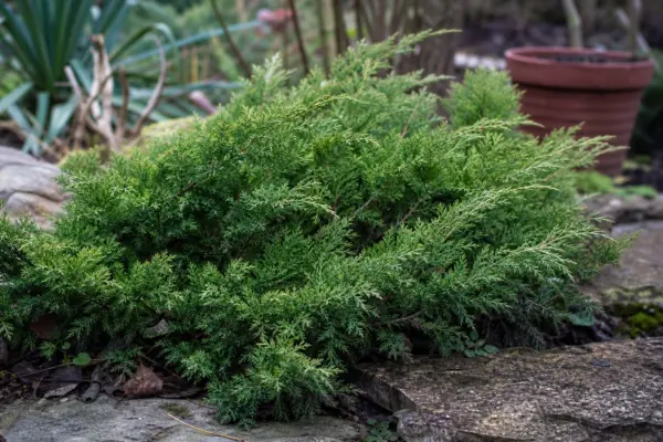 Ienupăr târâtor (Juniperus horizontalis) – condiții de creștere, plantare și îngrijire