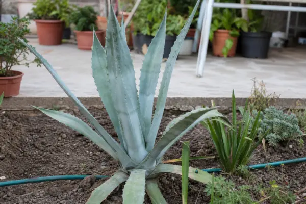 Agavă (Agave americana) – condiții de creștere, plantare și îngrijire