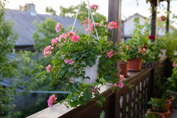 Mușcata curgătoare (Pelargonium peltatum) – ghid practic de plantare și îngrijire