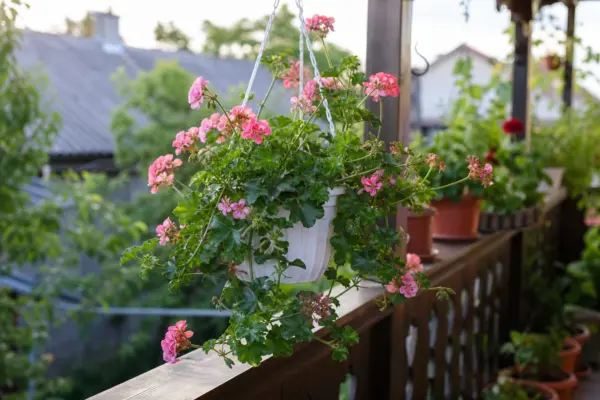 Mușcata curgătoare (Pelargonium peltatum) – ghid practic de plantare și îngrijire