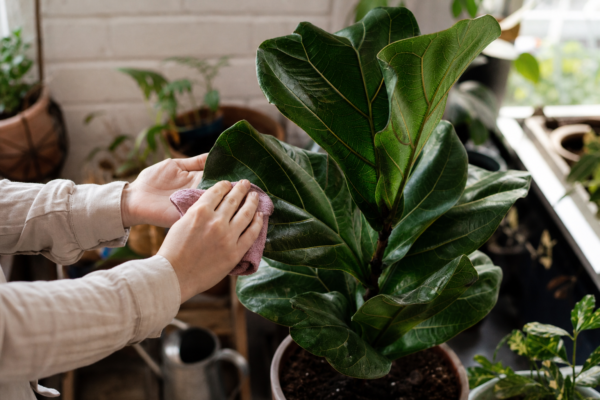 Ficus lyrata: cum se plantează și cum se îngrijește corect