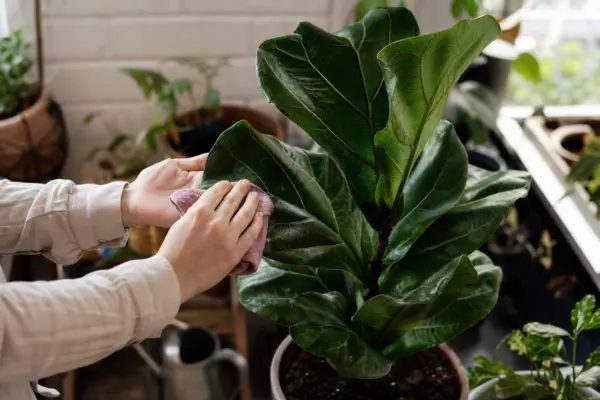 Ficus lyrata: cum se plantează și cum se îngrijește corect