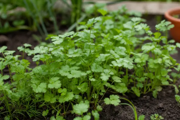 Coriandru (Coriandrum sativum) – plantare, îngrijire și greșeli de evitat