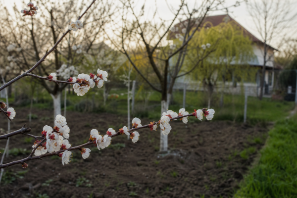 Cais (Prunus armeniaca) – condiții de creștere, plantare și îngrijire