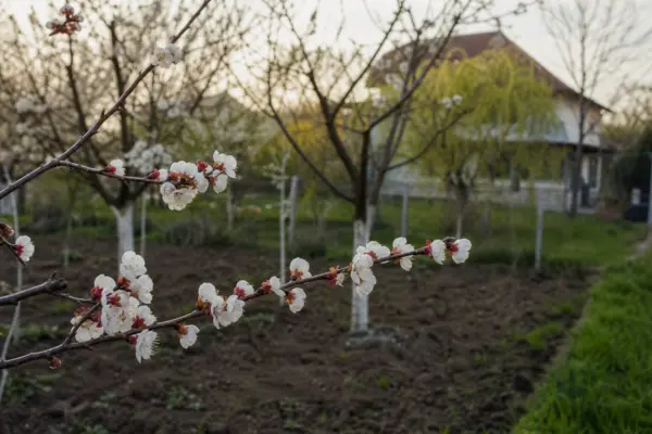 Cais (Prunus armeniaca) – condiții de creștere, plantare și îngrijire