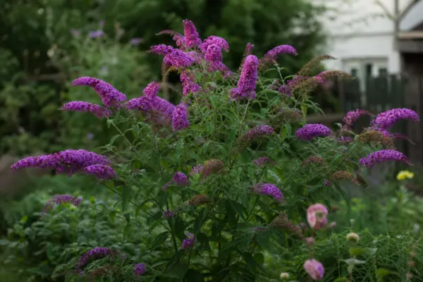 Liliac de vară (Buddleja davidii): ce condiții cere și cum o îngrijești
