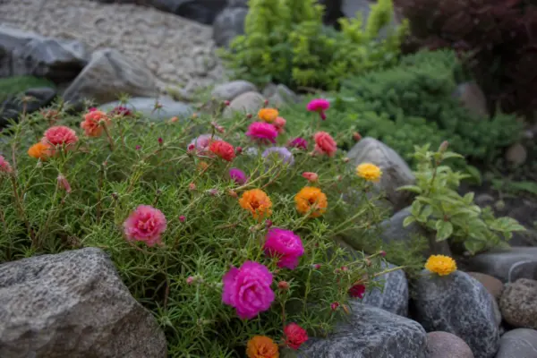 Floare de piatră (Portulaca grandiflora) – sfaturi de plantare și îngrijire