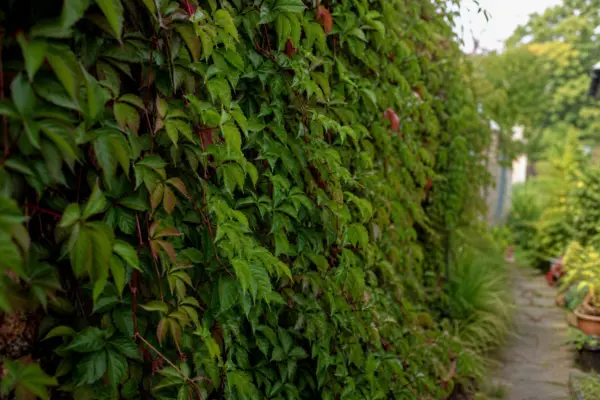 Viță de Canada (Parthenocissus quinquefolia) – plantare, udare și întreținere