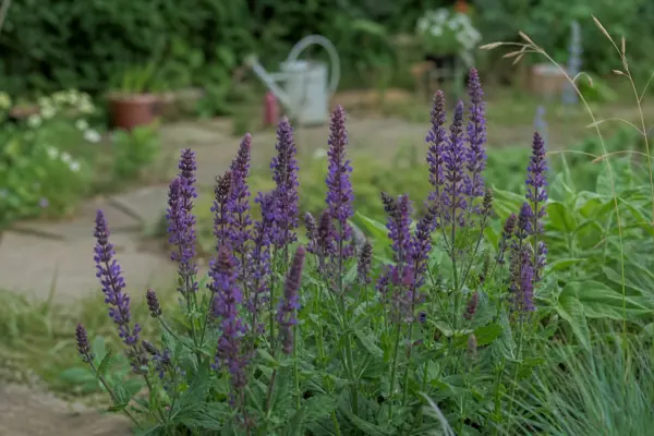 Salvia de grădină (Salvia nemorosa) – sfaturi pentru plantare, creștere și întreținere