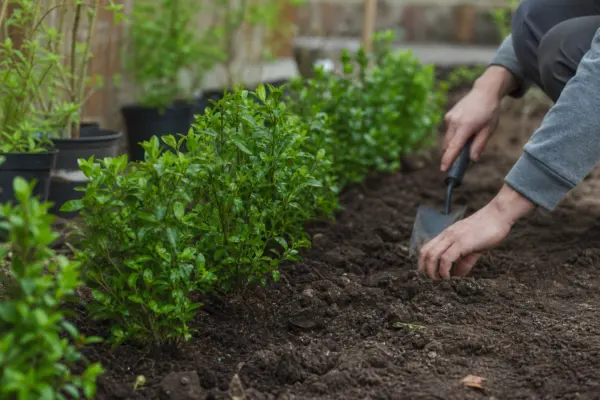 Lemn câinesc (Ligustrum ovalifolium) – plantare și îngrijire pas cu pas