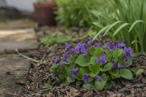 Toporaș (Viola odorata) – plantare, îngrijire și greșeli de evitat