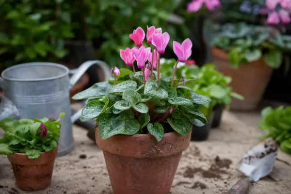 Ciclama (Cyclamen persicum) – condiții de creștere, plantare și îngrijire