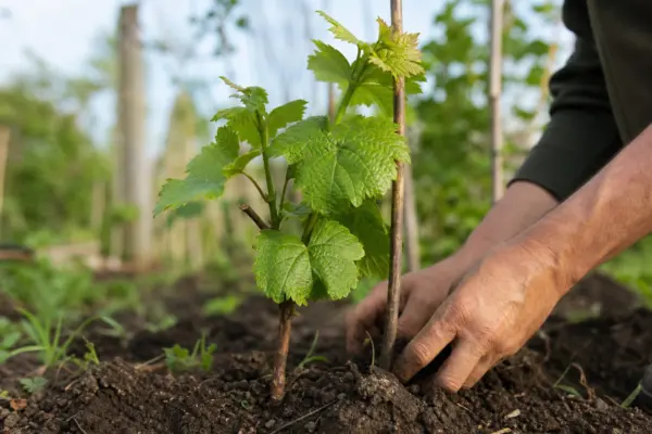 Viță de vie (Vitis vinifera) – sfaturi pentru plantare, creștere și întreținere
