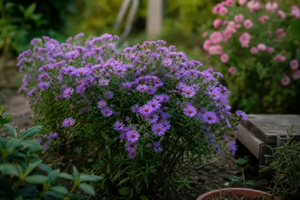 Steluța (Aster amellus) – ghid practic de plantare și îngrijire