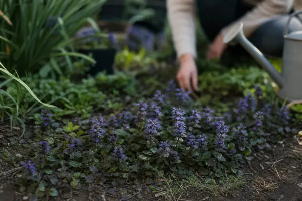 Vinerița (Ajuga reptans): cum se plantează și cum se îngrijește corect