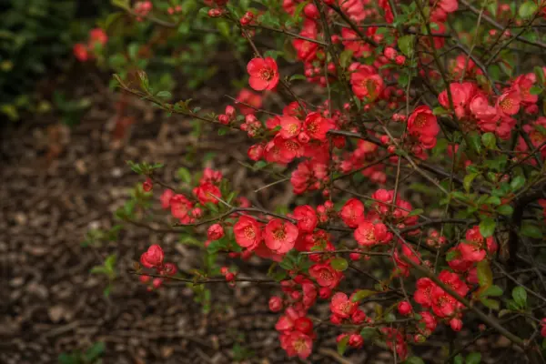 Gutuiul japonez (Chaenomeles japonica): ghid de plantare și întreținere