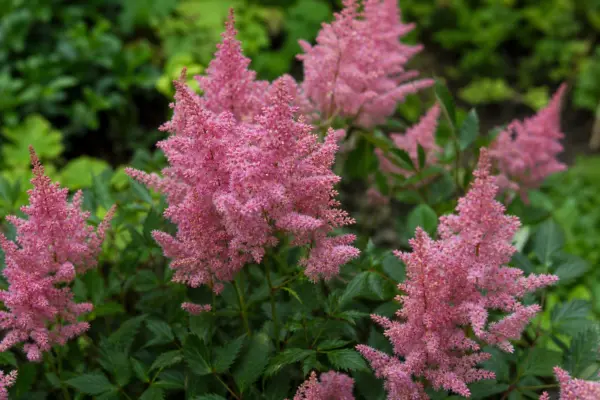 Astilbe (Astilbe arendsii): cum se plantează și cum se îngrijește