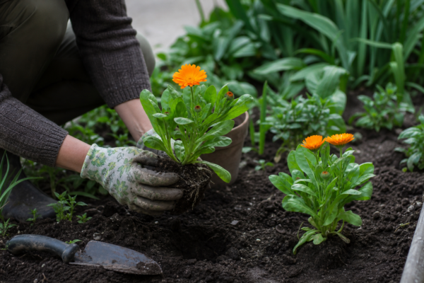 Galbenele (Calendula officinalis) – ghid practic de plantare și îngrijire
