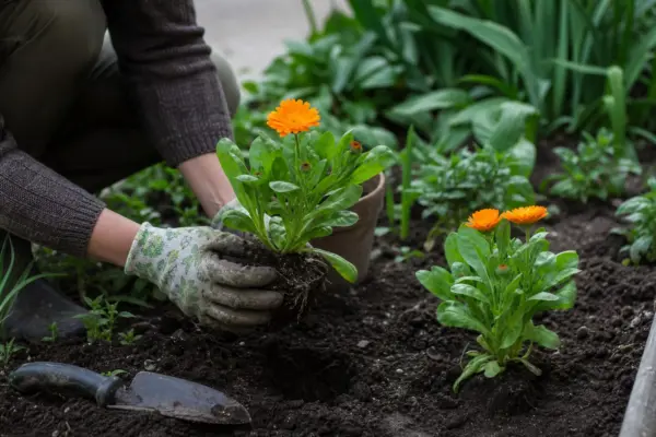 Galbenele (Calendula officinalis) – ghid practic de plantare și îngrijire