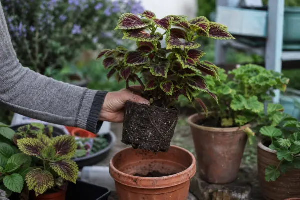 Urzicuță (Coleus blumei) – plantare și îngrijire pas cu pas