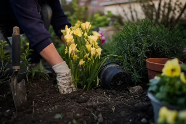 Frezia (Freesia refracta) – sfaturi de plantare și îngrijire