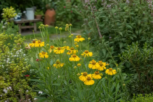Helenium autumnale: cum se plantează și cum se îngrijește corect