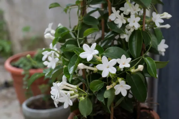 Stephanotis (Stephanotis floribunda) – de la plantare la întreținerea de zi cu zi