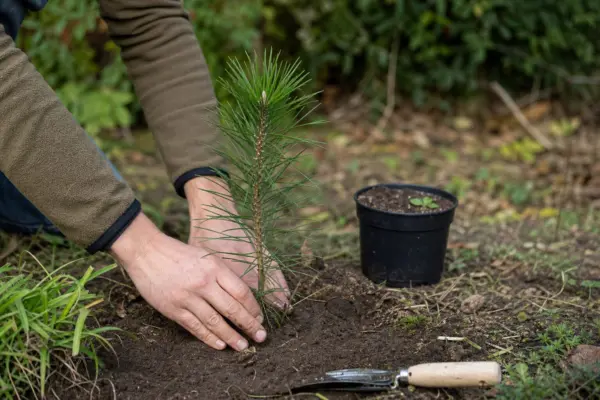 Pin negru (Pinus nigra) – plantare, udare și întreținere