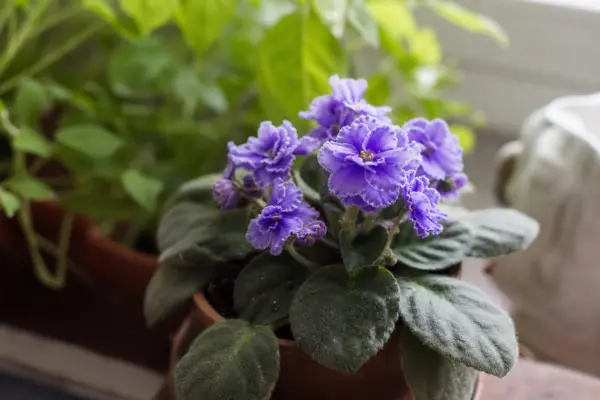 Violeta africană (Saintpaulia ionantha) – plantare și îngrijire pas cu pas