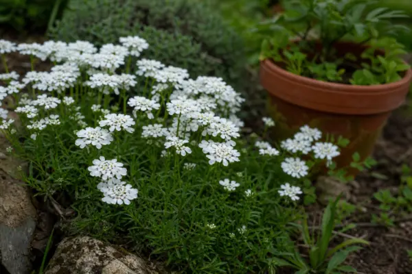 Iberis (Iberis sempervirens) – plantare, udare și întreținere