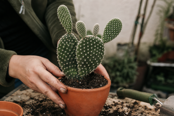 Limba-soacrei (cactus) (Opuntia microdasys) – sfaturi pentru plantare, creștere și întreținere