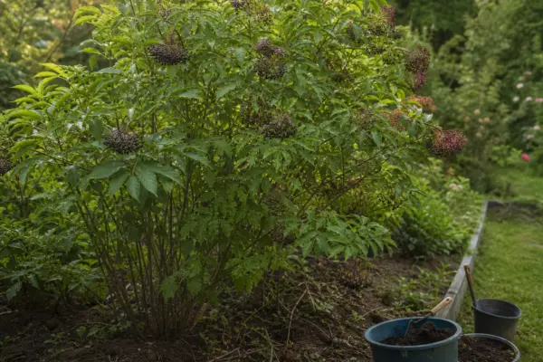 Soc (Sambucus nigra) – de la plantare la întreținerea de zi cu zi