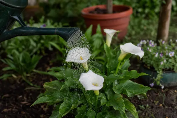 Cala (Zantedeschia aethiopica) – plantare, udare și întreținere