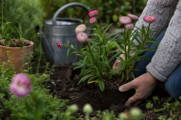 Flori de paie (Helichrysum bracteatum) – plantare, udare și întreținere